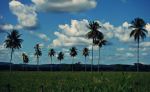 Belize Landscape In The Countryside